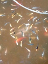 Assorted baby koi for sale  Sun Valley