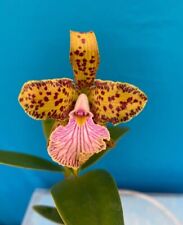 Cattleya aclandiae velutina for sale  Daly City