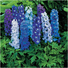 Delphinium cultorum magic for sale  LINCOLN