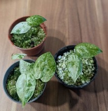 Alocasia macrorrhiza splash gebraucht kaufen  Bernau