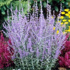 Perovskia atriplicifolia blue for sale  HORSHAM