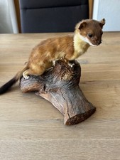 Tierpräparat marder ausgestop gebraucht kaufen  Eberhardzell
