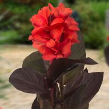 Canna cannasol happy for sale  Winter Garden