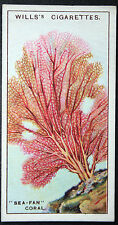 Sea fan coral for sale  DERBY