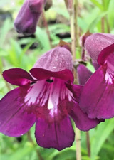 Penstemon blackbird evergreen for sale  WIGTON
