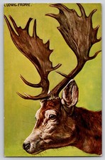Male buck stag for sale  Valley Mills