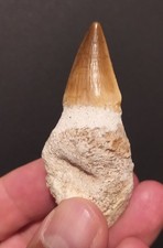 Dente fossile dinosauro usato  Udine