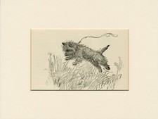 Cairn terrier jumping for sale  COLEFORD