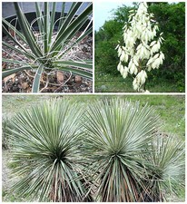 Semi yucca constricta usato  Nizza di Sicilia