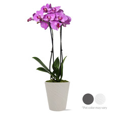 decorative orchids pots for sale decorative orchids pots for sale Denver