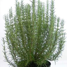 Rosemary roman beauty for sale  IPSWICH
