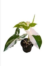 Rare variegated syngonium for sale  YEOVIL