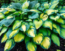 Pauls glory hosta d'occasion  Expédié en Belgium