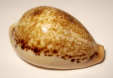 Meeresschnecke cypraea hungerf gebraucht kaufen  Illertissen