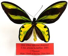 ornithoptera usato  Spedire a Italy