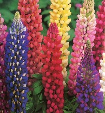 Lupin russell hybrids for sale  UK