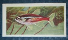 neon tetras for sale neon tetras for sale DERBY