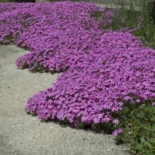 Creeping phlox red for sale  LLANDYSUL