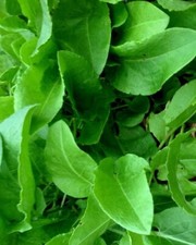French sorrel culinary for sale  Jackson