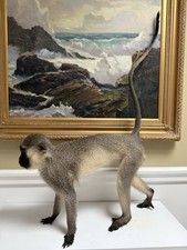 Taxidermy vervet monkey for sale  Douglas