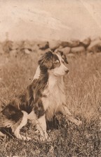 Aussie australian shephard for sale  Whitinsville
