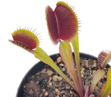 Dionaea muscipula fts gebraucht kaufen  Leipzig