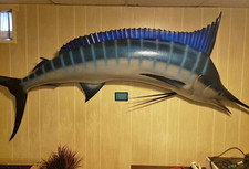 Mounted pacific blue for sale  New Cumberland