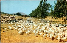 Flock broad breasted for sale  Kansas City