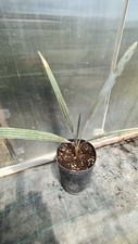 Bismarckia nobilis altezza usato  Francavilla al Mare
