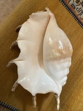 Gros coquillage type d'occasion Gros coquillage type d'occasion  La Mailleraye-sur-Seine