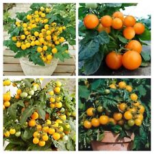 Paquet tomate naine d'occasion  Expédié en France
