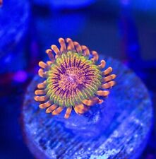 Speckled krakatoa zoa for sale  Placentia