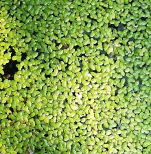 500 duckweed floating for sale  TAUNTON