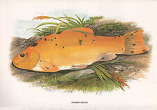 Vintage facsimile fish for sale  YORK