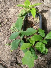 Northern red oak for sale  Fairview