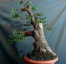 Prebonsai olmo usato  Roma