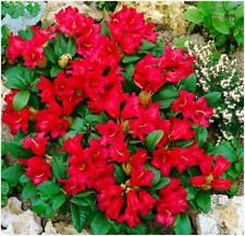 Dwarf rhododendron japonica for sale  PRESTON
