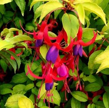 Fuchsia genii plug for sale  LONDON