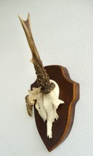 Abnormes rehbock geweih gebraucht kaufen  Lohmen