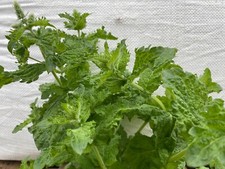 Mojito mint mentha for sale Mojito mint mentha for sale  UK