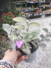 Tradescantia sillamontana vari usato Tradescantia sillamontana vari usato  Villanova Marchesana