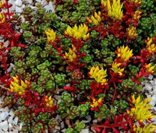 Sedum oreganum 9cm for sale  WORKSOP
