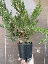 Itoigawa bonsai ginepro usato  Italia