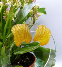 Boucles oreilles vintage d'occasion  Saint-Chef