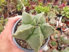 Astrophytum kikko nudum d'occasion  Château-du-Loir