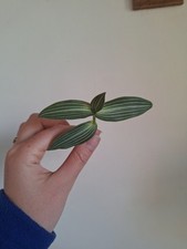 Tradescantia tiana callisia for sale  CHELTENHAM