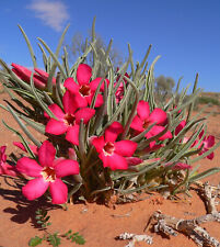 Semi adenium oleifolium usato  Trappeto
