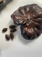 Enterolobium cyclocarpum eleph for sale  Honolulu