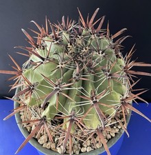 Rare vieux cactus d'occasion  Aire-sur-l'Adour