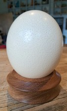taxidermy birds eggs for sale  YORK